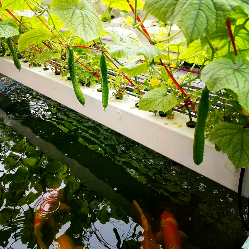 承德市气雾培鱼菜共生 - 价格